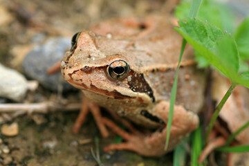 Common frog on the ground