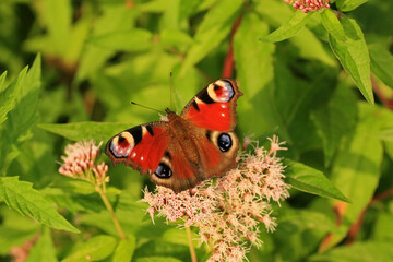 Peacock butterfly on a flower