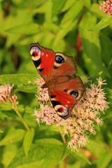 Peacock butterfly on a flower