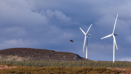 Samotny ptak zna tle turbin wiatrowych