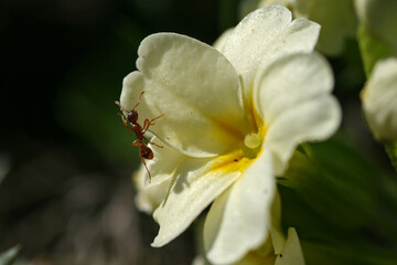 Red wood ant on a flower
