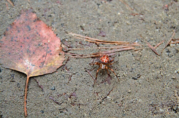 European garden spider on the ground