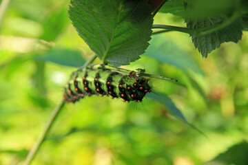 Green caterpillar on a leaf