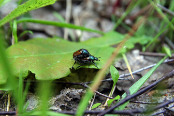 Mating couple of garden chafer in the forest