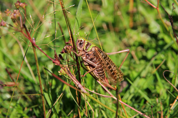 Roesel's bush-cricket on the grass