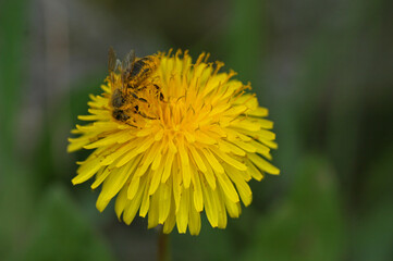 Western honey bee pollinating a flower