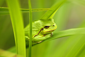 European tree frog in the grass