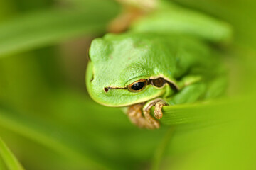 European tree frog in the grass