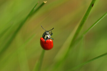Poplar leaf beetle in the grass