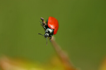 Poplar leaf beetle in the grass