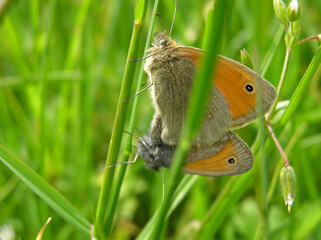 Mating pair of small heaths in the grass