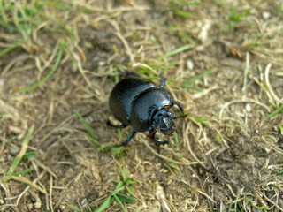 Dor beetle on the grass in the forest
