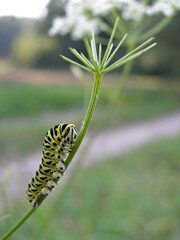 Close up - caterpillar of Papilio machaon – Common Yellow Swallowtail