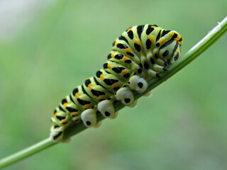 Close up - caterpillar of Papilio machaon – Common Yellow Swallowtail