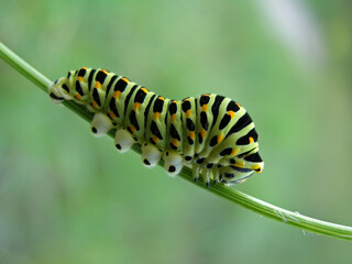 Close up - caterpillar of Papilio machaon – Common Yellow Swallowtail