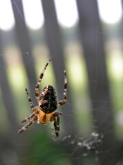 European garden spider on the web