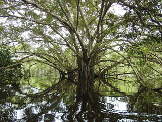 Amazon Peruvian