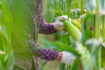farmer wearing a red plaid shirt and white gloves is collecting fresh corn pods organic in corn fields for consumption or  raising animals. concept of agronomy that is very popular in all areas around