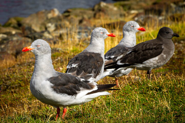 Set of seagulls on the coast of Ushuaia.