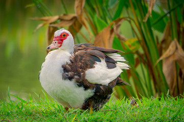 Argentine Creole duck