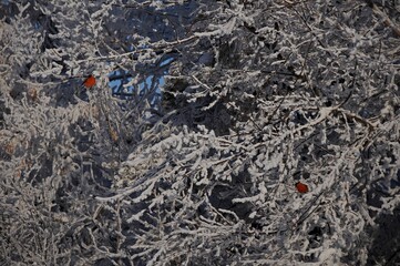 bullfinches
