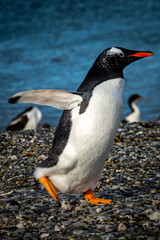 Gentoo penguin colony on Martillo Island, Tierra del Fuego, Argentina.