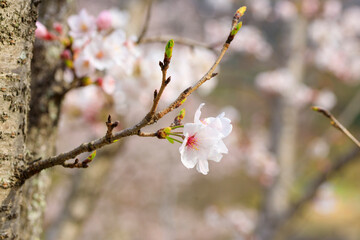 幹に咲く桜の花