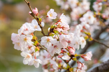 Obraz premium 満開の桜