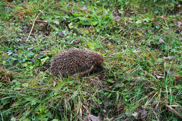 Hedgehog in the grass in the mountains