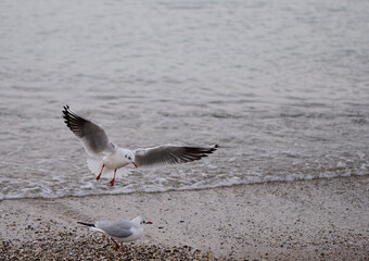 Two seagulls - one runs along the shore looking for food, and the second, spreading its wings, looks for a place to land
