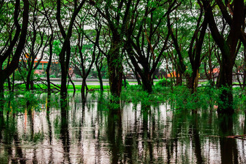 Green swamp during the day 