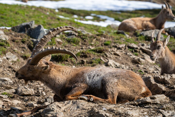 a young ibex buck, king of the alps  lying on a rock in spring on a sunny day with ibex females in the background