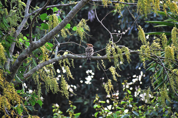 A beautiful hoopoe sitting on tree branch 
