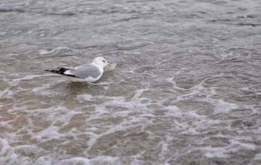 The seagull filters small crustaceans through the beak

