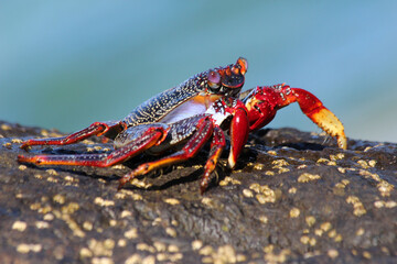 rote_Klippenkrabbe
