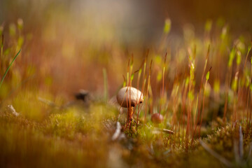 small mushroom growing in the thicket of moss, selective focus
