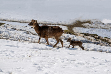 a mouflon mother with his fawn on a sunny spring day