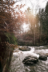Obraz premium river in the woods