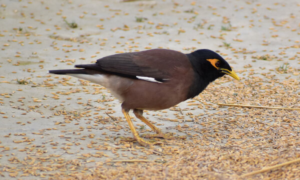 A Mynah is collecting peddy 