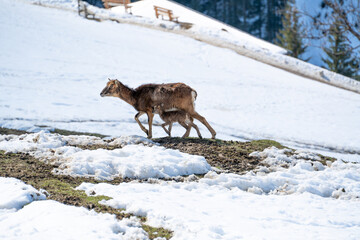 a mouflon mother with his fawn on a sunny spring day