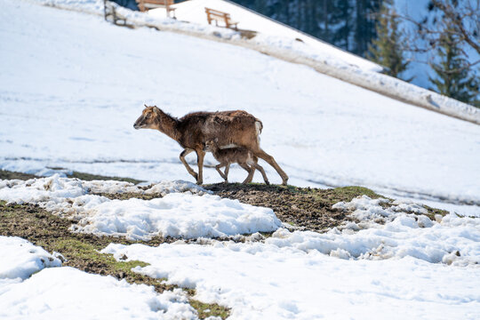 a mouflon mother with his fawn on a sunny spring day © Chamois huntress