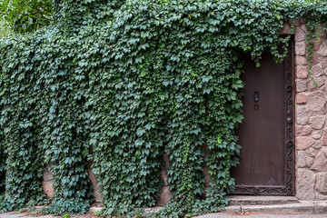 Metal door, Thickets of wild grapes. Wild Grape adorning doorway at private residence. Landscaping