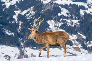 red deer stag on the mountains in spring on a sunny day