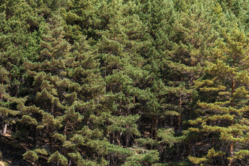 pine forest in Sierra Nevada