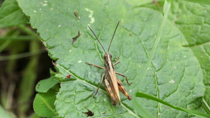 pezotettix giornae grasshopper macro photo