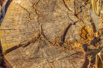 The sun's rays fall on the annual ring of wood in March