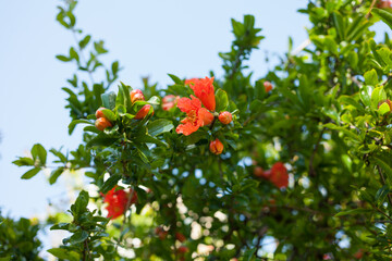 Pomegranate blooms, spring is in bloom.