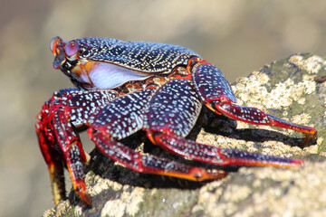 rote_Klippenkrabbe