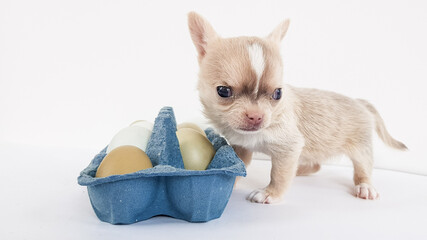Fototapeta na wymiar tiny blonde Chihuahua puppy next to the egg box. preparing for the bright Easter holiday.
