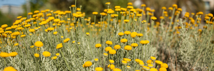 Fototapeta premium Tansy blooms with a yellow carpet decorating the lawns.